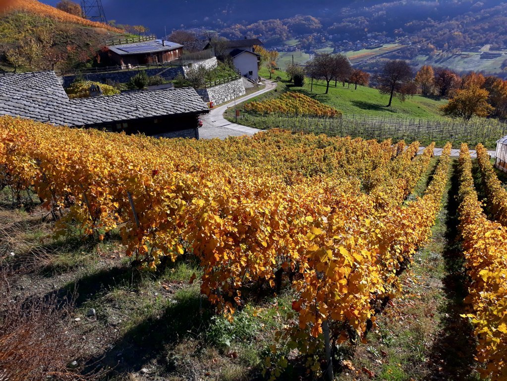 viti valle d'aosta